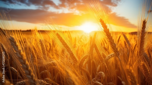 image peaceful scene of wheat field at sunrise. amidst the wheat stalks