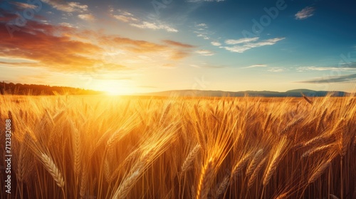 image peaceful scene of wheat field at sunrise. amidst the wheat stalks © Ilmi