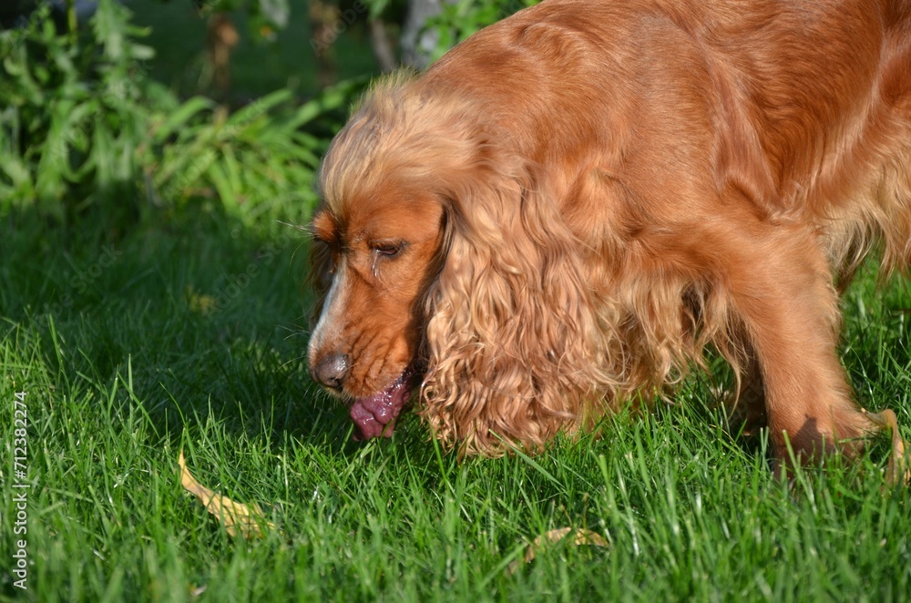 BARF beim Hund BARF beim Hund