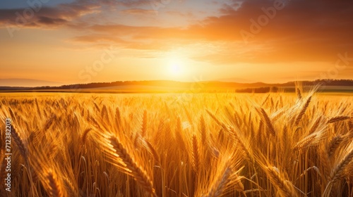 image peaceful scene of wheat field at sunrise. amidst the wheat stalks