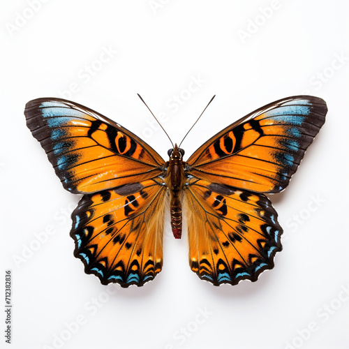 Butterfly in flight motion, white background © Digital Artworks