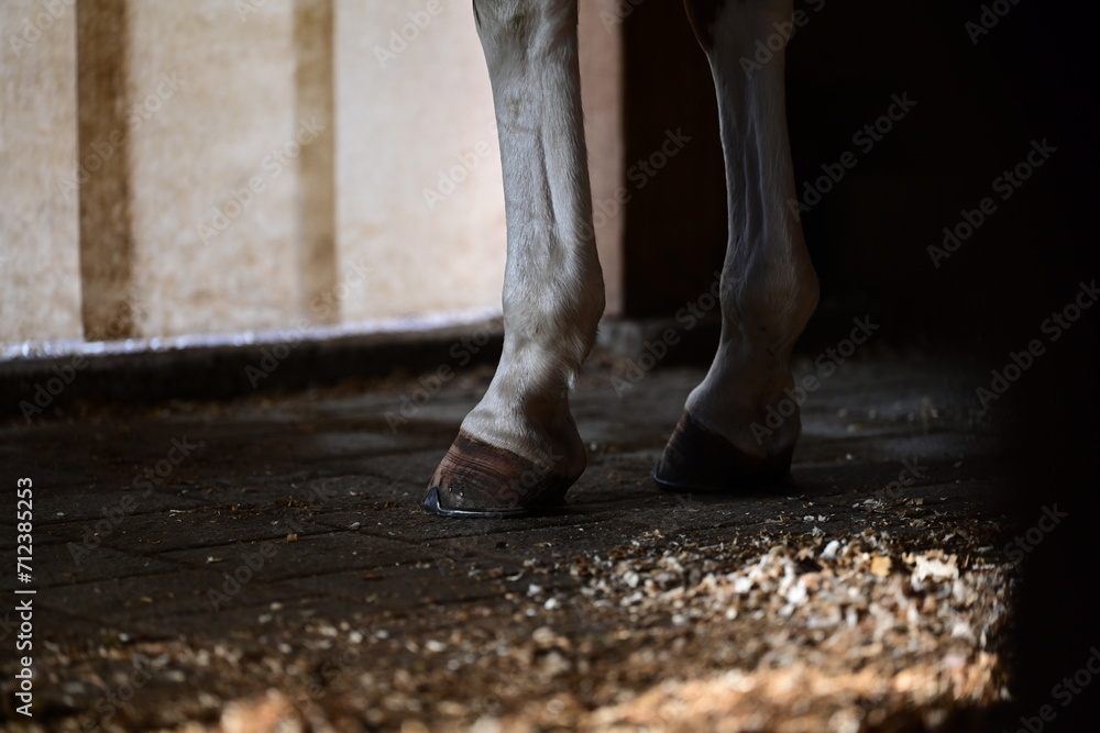 Vorderbeine eines beschlagenen Pferdes im Stall(Detail)  - obrazy, fototapety, plakaty 