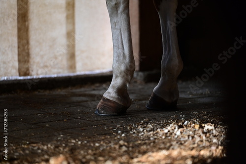 Vorderbeine eines beschlagenen Pferdes im Stall(Detail) 