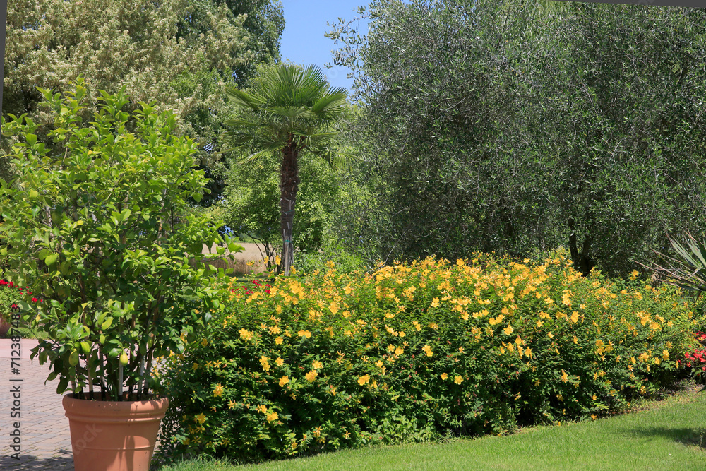 Mediterraner Garten mit vielen Pflanzen Mediterraner Garten mit vielen Pflanzen
