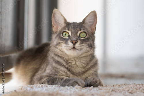 Furry cat pet indoor portrait
