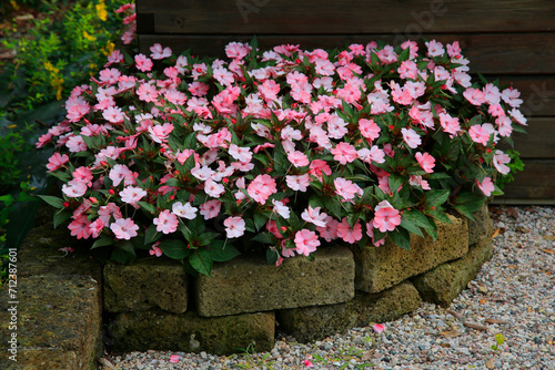 Fleißige Lieschen (Impatiens walleriana) Pflanze mit Blüten an Steinmauer photo