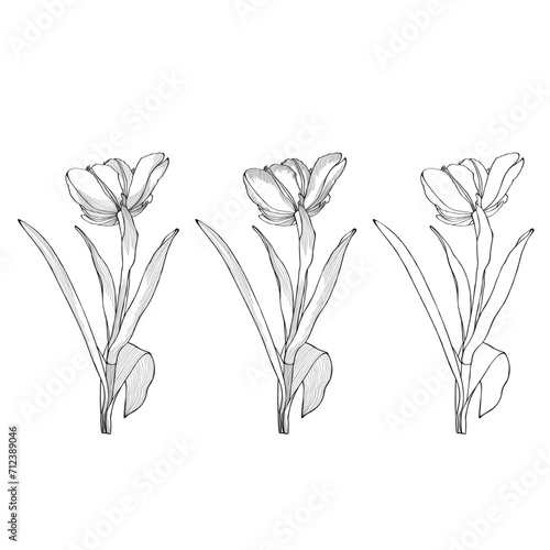 Spring tulips flowers, black outline on white background. Spring summer flowers vector illustration. #712389046