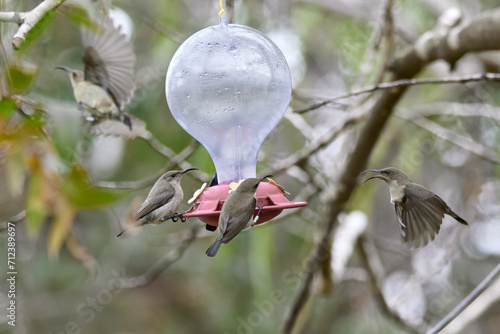 Two hummingbird bird with pink flower. hummingbirds Fiery-throated Hummingbird, flying next to beautiful bloom flower photo