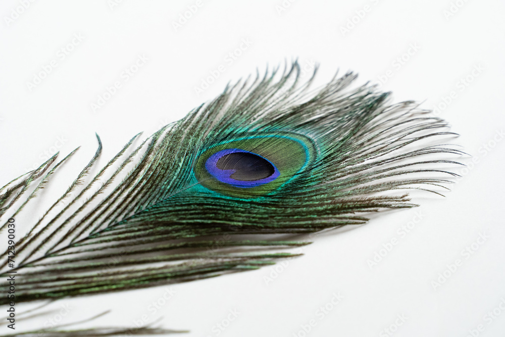 Obraz premium 孔雀の羽根