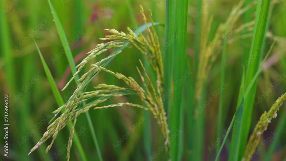 Rice for harvest growing in field Rice for harvest growing in field
