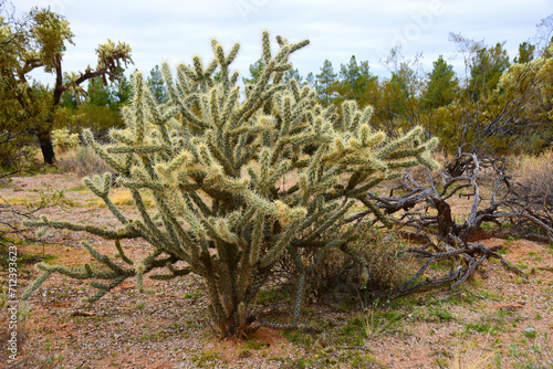 Cholla cactus, Sonora Desert, Mid Spring © Paul Moore