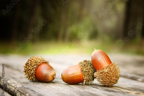 Image of acorns in the forest