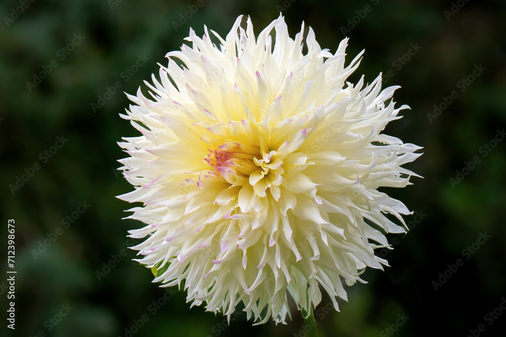 White cactus dahlia flower