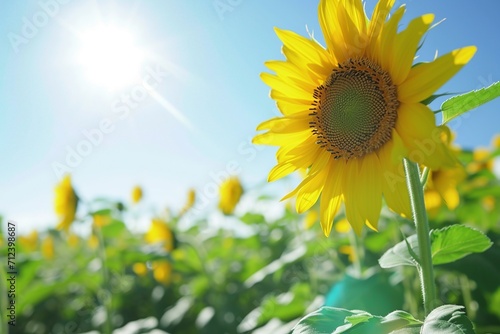 Sunflower Field and Bright Blue Sky  Summer Happiness  
