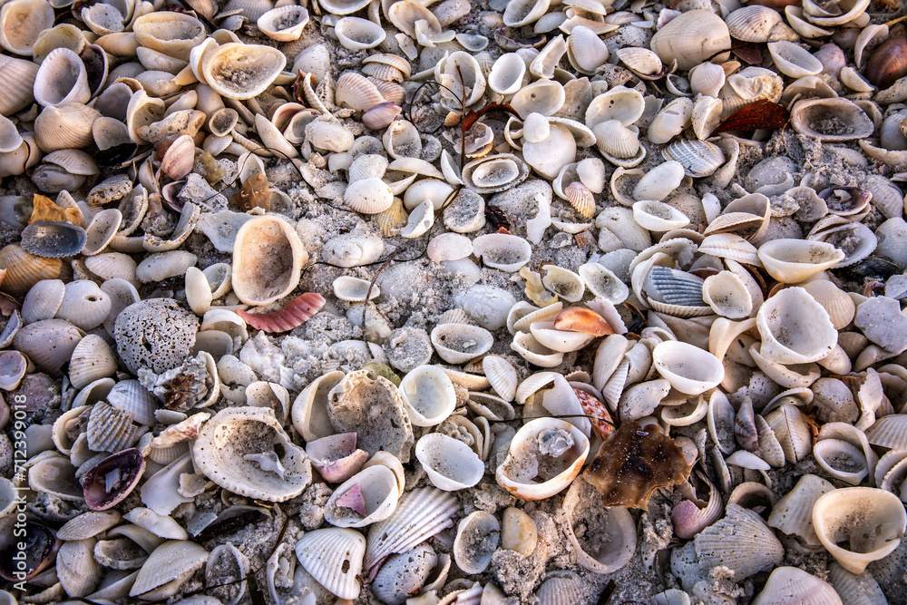 Full frame shot of different kinds of shells on a beach in Florida