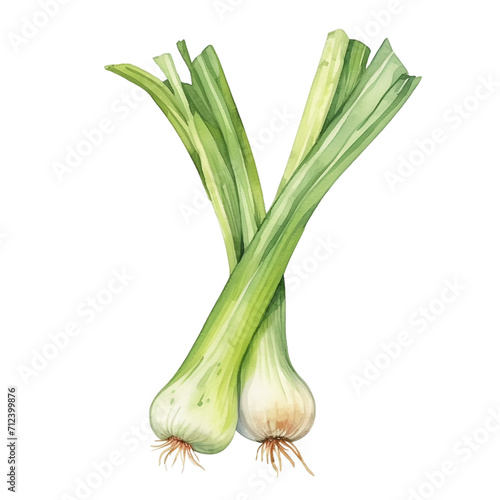 Watercolor fresh leek isolated on white background.