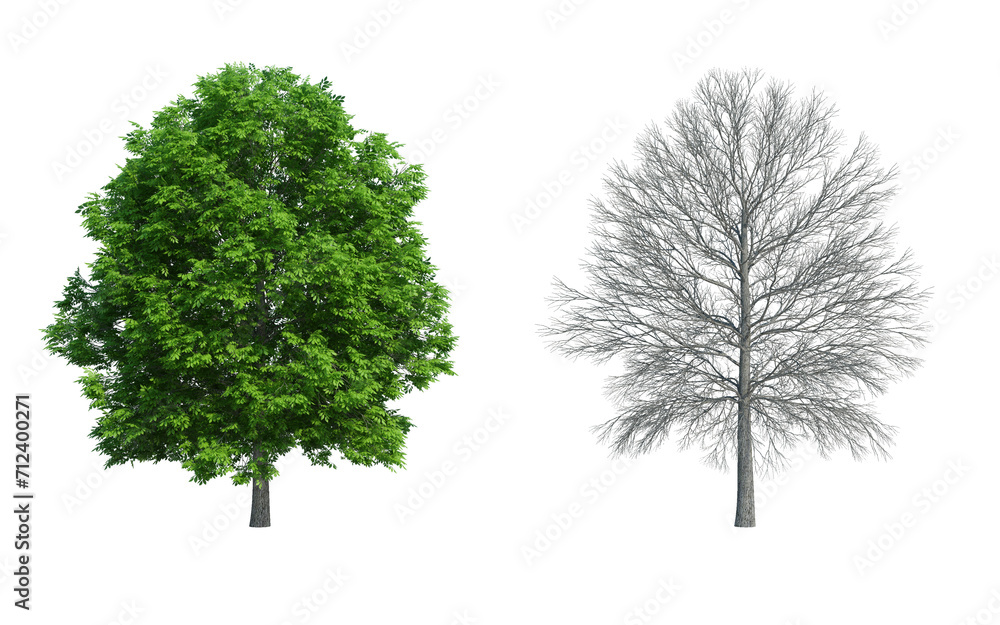 Obraz premium 3d rendering tree isolated cut background