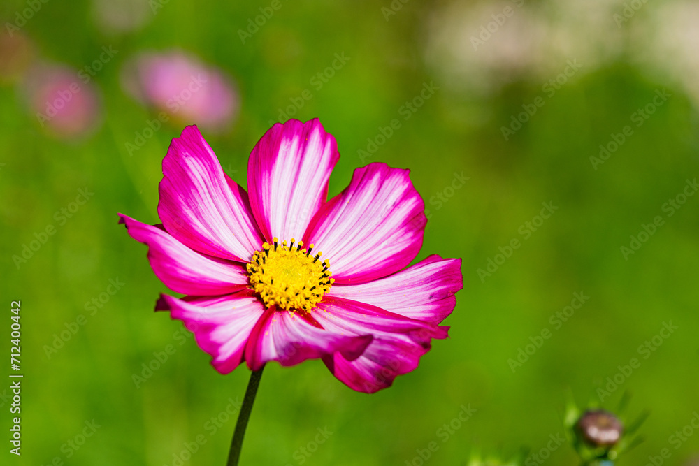 In summer, the Gesang flowers bloom in urban parks In summer, the Gesang flowers bloom in urban parks