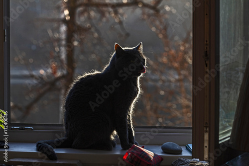 Adult grey cat in open window at winter sunset