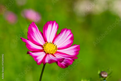 In summer, the Gesang flowers bloom in urban parks