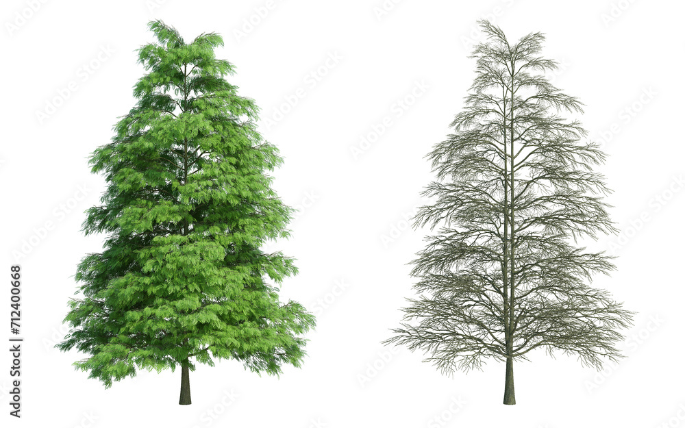 Obraz premium 3d rendering tree isolated cut background