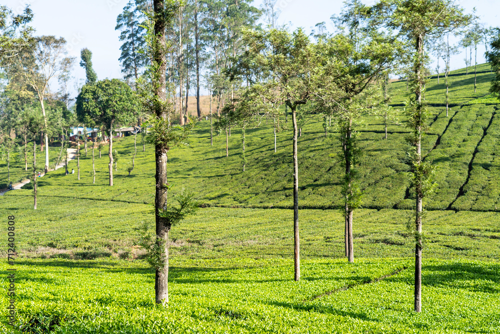Tea Plantation in Munnar, Kerala.