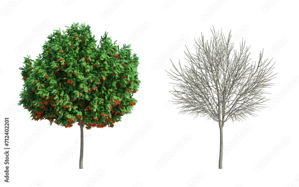 Obraz premium 3d rendering tree isolated cut background