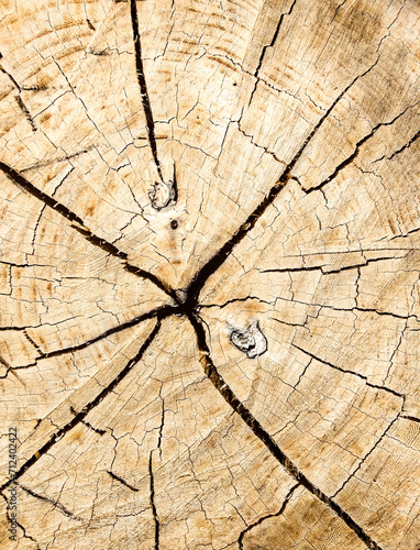 cracked tree stump pattern Background design templates, wallpapers, web banners