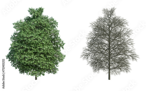 3d rendering tree isolated cut background