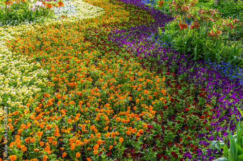 Flowerbed in spring with violet flowers.  Colorful red, yellow and violet Pansies. photo