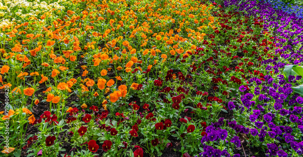 Flowerbed in spring with violet flowers.  Colorful red, yellow and violet Pansies.
