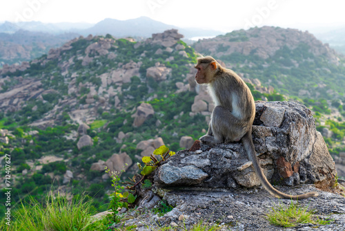 monkey on rock photo