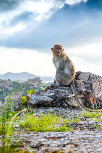 monkey on rock © NESRU