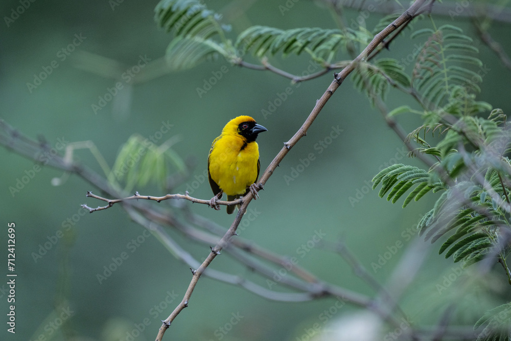 African yellow weavers in natural conditions on a green branch in a national park in Kenya African yellow weavers in natural conditions on a green branch in a national park in Kenya