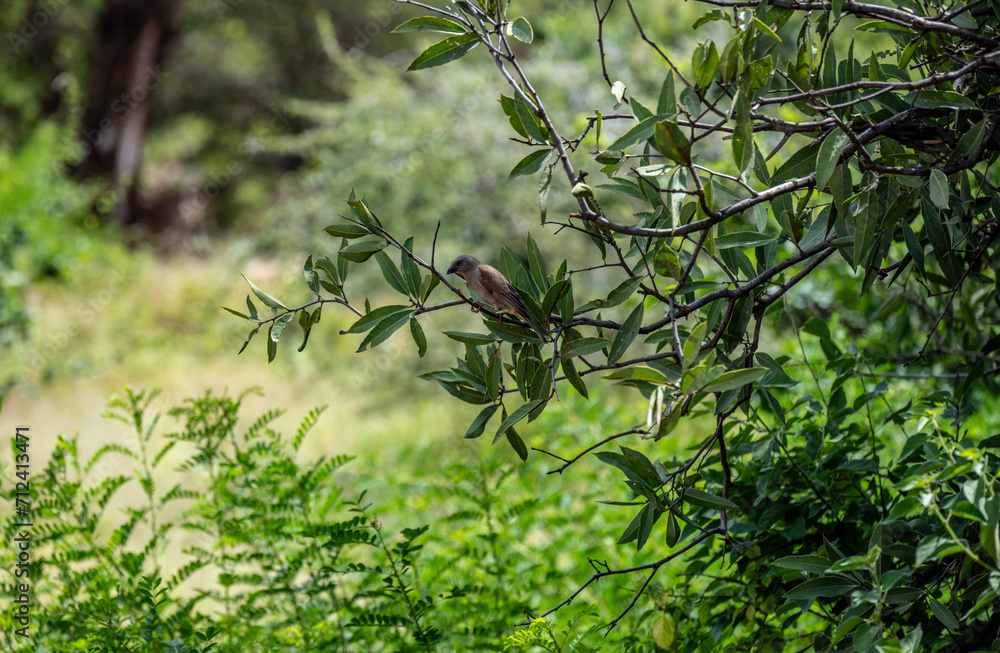 Fototapeta premium Common Shrike in natural conditions on a green branch in a national park in Kenya
