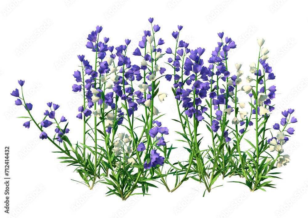 Obraz premium 3D Rendering Canterbury Bells on White