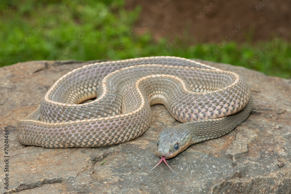 Obraz premium A wild Cape file snake (Limaformosa capensis), also known as the common file snake, curled up on a rock during a late summer's afternoon