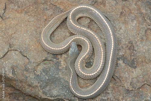 Aerial photograph of a wild Cape file snake (Limaformosa capensis), also known as the common file snake, on a large rock