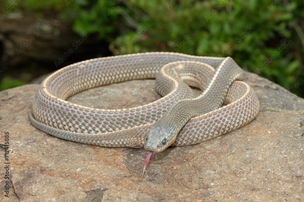 Obraz premium A wild Cape file snake (Limaformosa capensis), also known as the common file snake, curled up on a rock during a late summer's afternoon