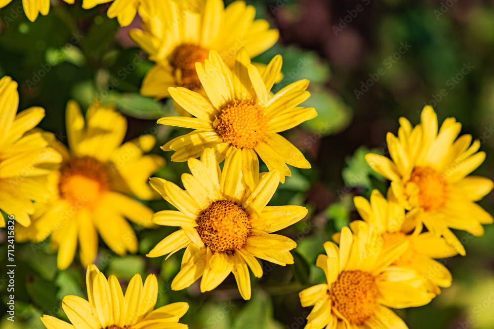 Fototapeta premium Wild chrysanthemums growing in the fields