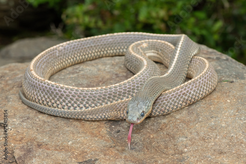 A wild Cape file snake (Limaformosa capensis), also known as the common file snake, curled up on a rock during a late summer's afternoon