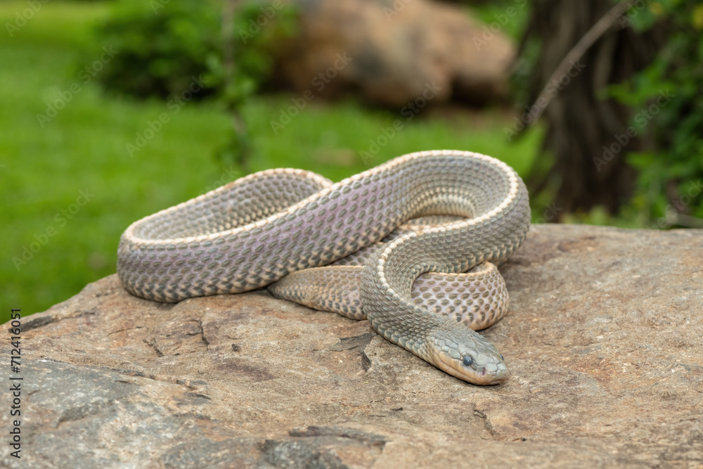 Fototapeta premium A wild Cape file snake (Limaformosa capensis), also known as the common file snake, curled up on a rock during a late summer's afternoon