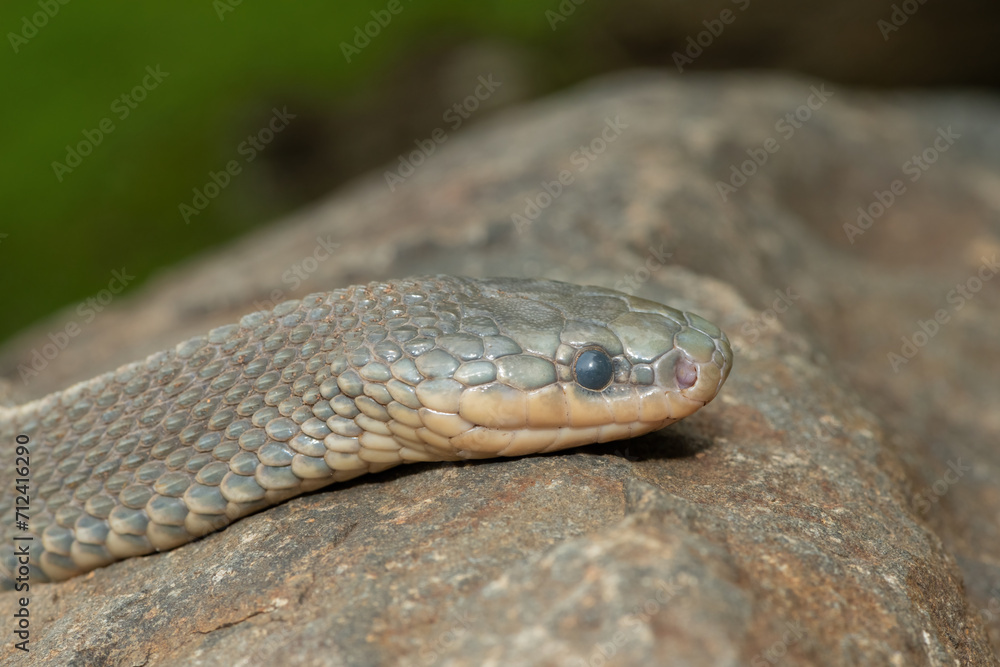 Close-up of a beautiful Cape file snake (Limaformosa capensis), also known as the common file snake Close-up of a beautiful Cape file snake (Limaformosa capensis), also known as the common file snake