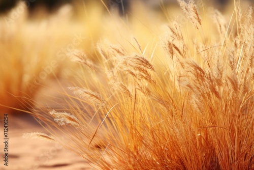 Yellow Desert Grass in the Sahara  A Stunning Landscape of Heat and Nature