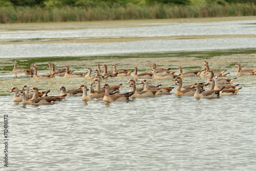 Egyptian Geese (alopochen aegyptiaca) swimming in a large dam in a game reserve in KwaZulu-Natal, South Africa
