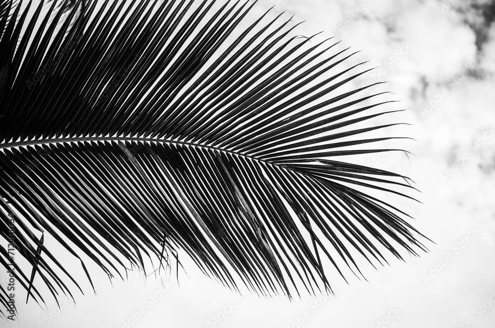 Obraz premium Black and White Palm Tree LeafAgainst a Cloudy Sky.