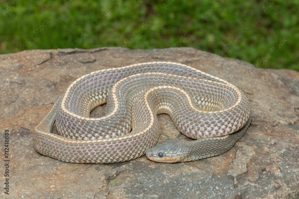 Fototapeta premium A wild Cape file snake (Limaformosa capensis), also known as the common file snake, curled up on a rock during a late summer's afternoon