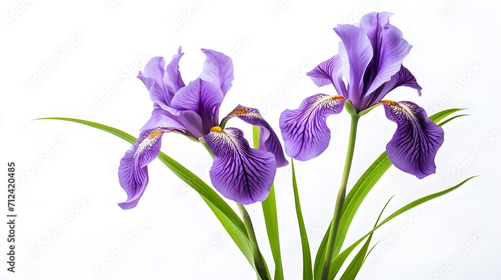 Iris flower isolated on white background, beautiful spring plant.