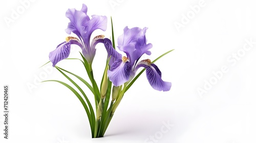 Iris flower isolated on white background, beautiful spring plant.