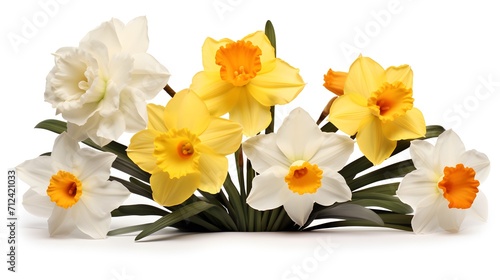 Narcissus, daffodil, jonquil isolated on white background 